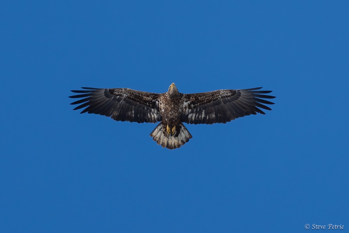 Bald Eagle - ML631979591