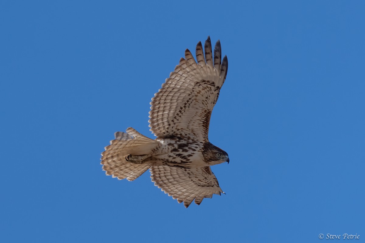 Red-tailed Hawk - ML631979598
