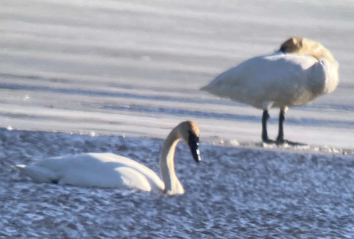 Trumpeter Swan - ML631979734
