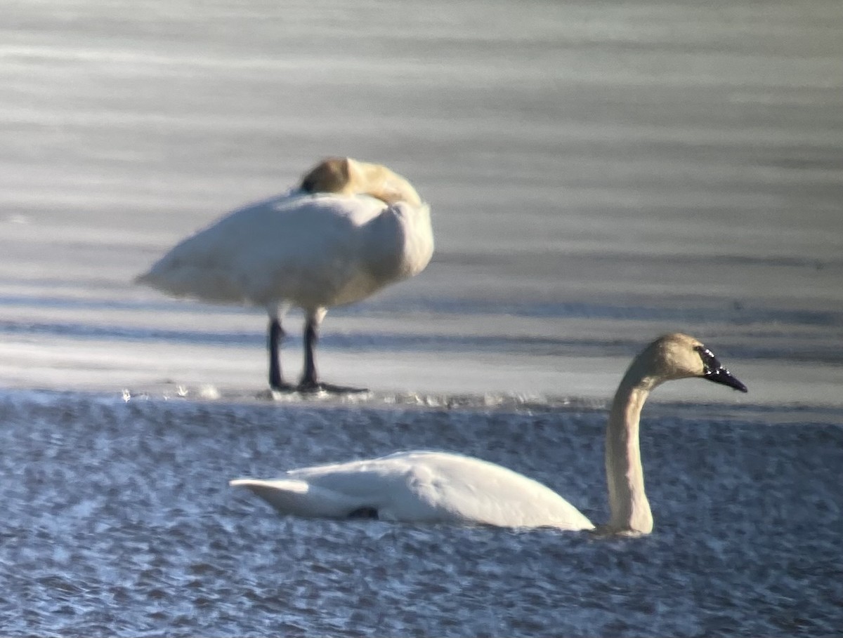 Trumpeter Swan - ML631979736