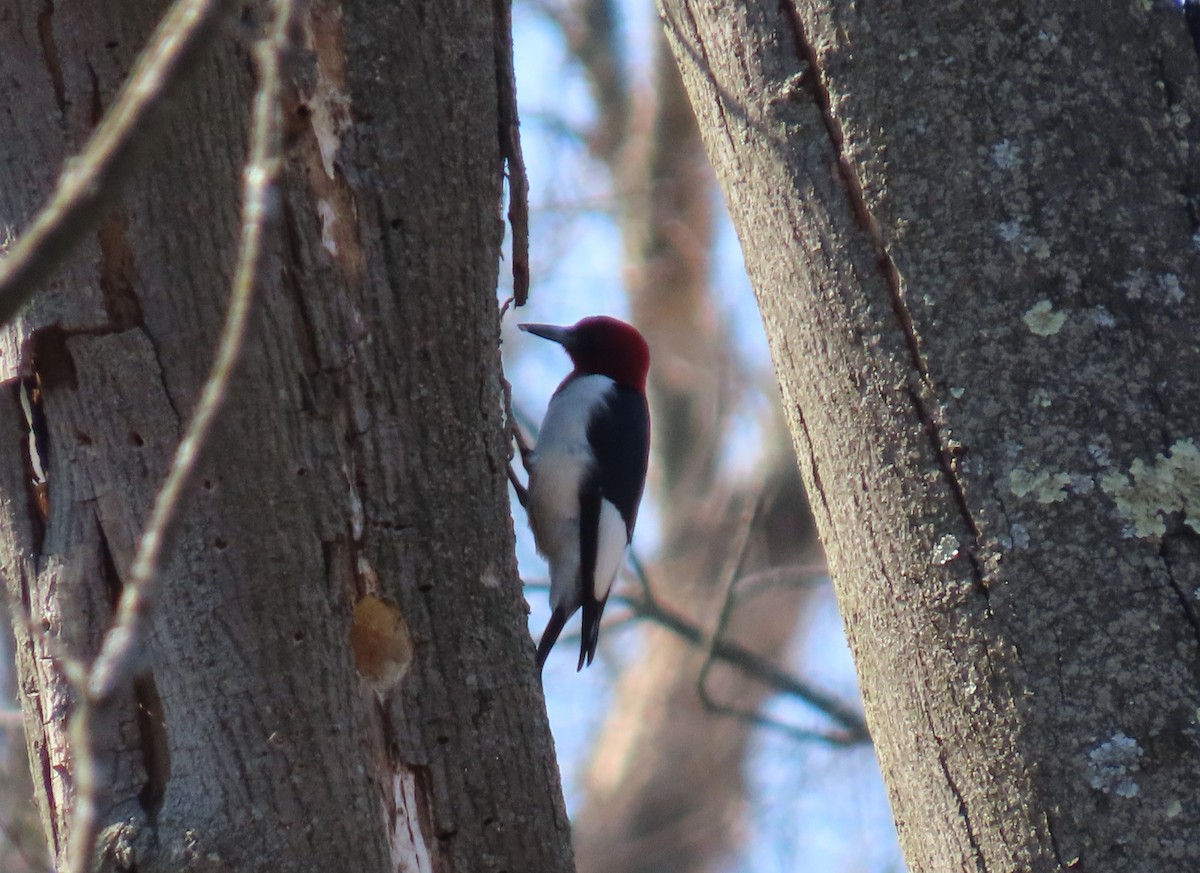Red-headed Woodpecker - ML631979739