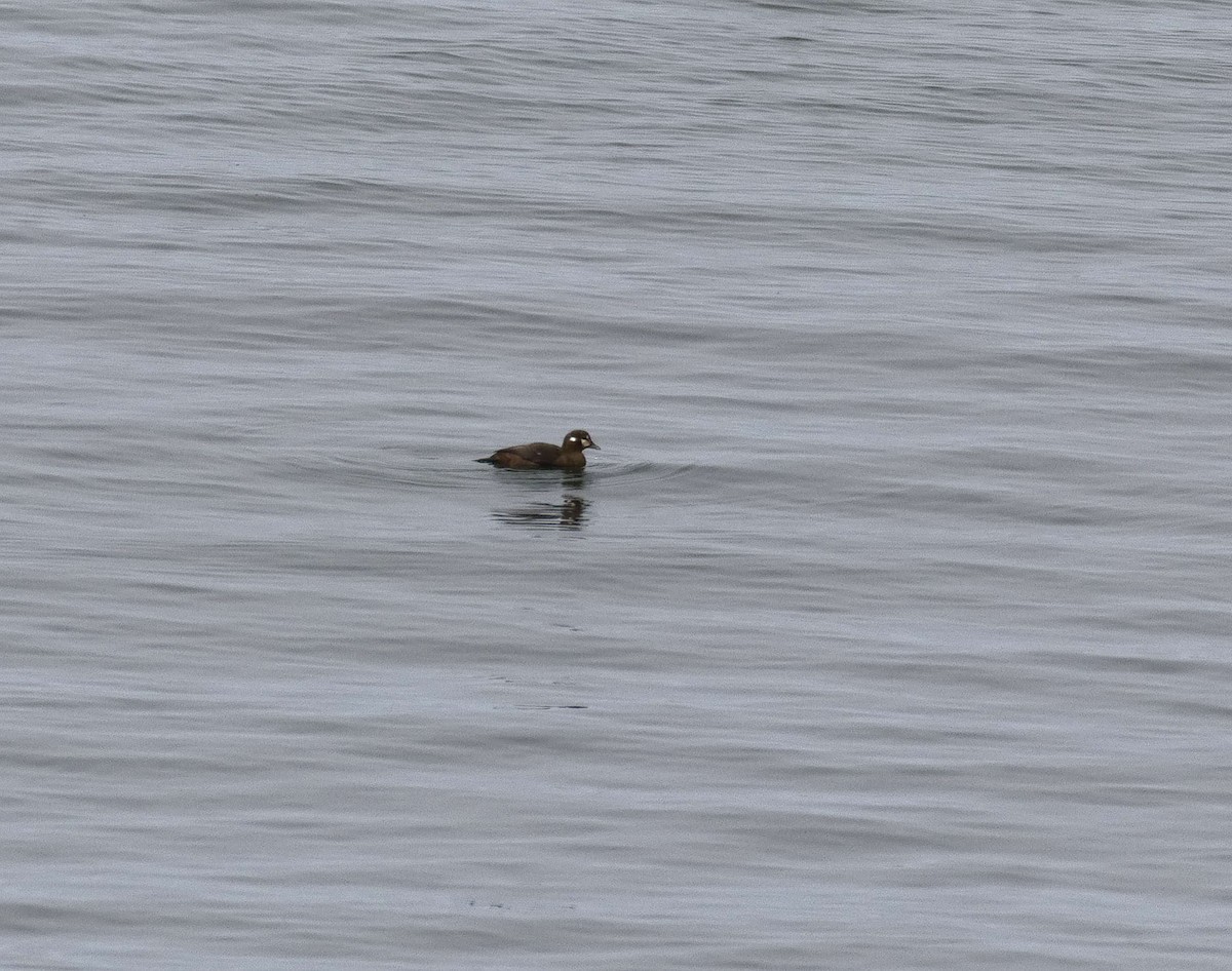 Harlequin Duck - ML631979743