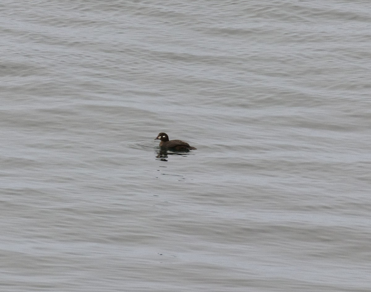 Harlequin Duck - ML631979747
