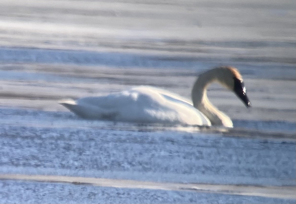 Trumpeter Swan - ML631979750