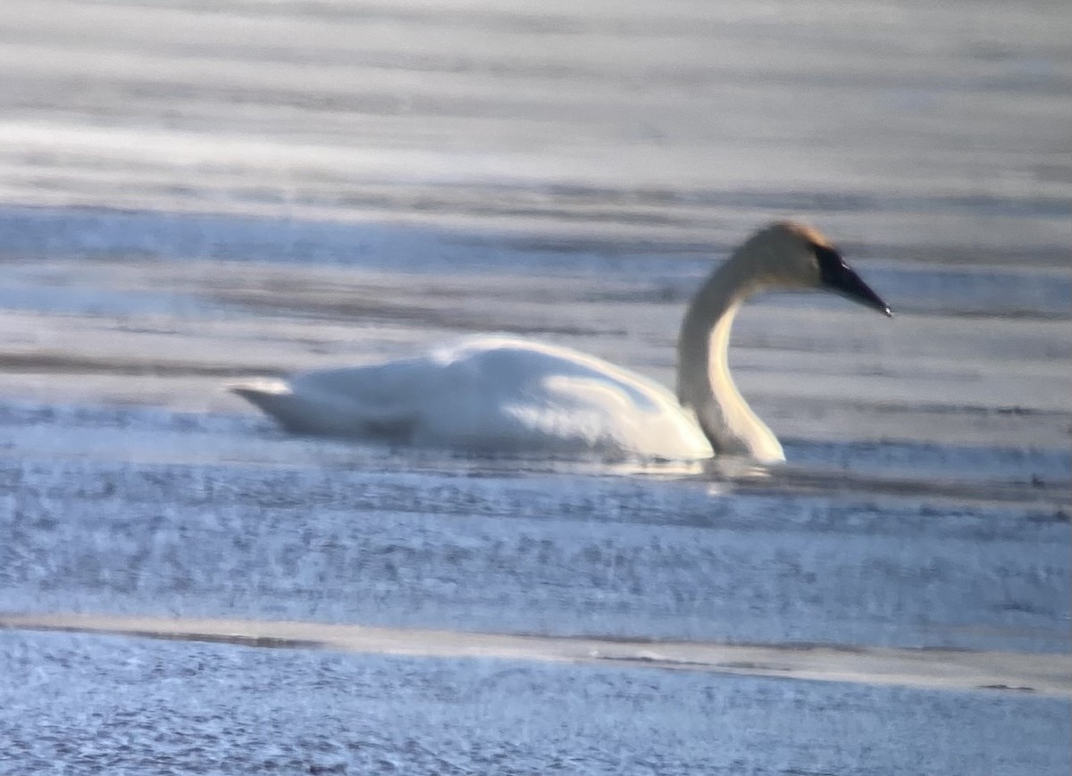 Trumpeter Swan - ML631979757