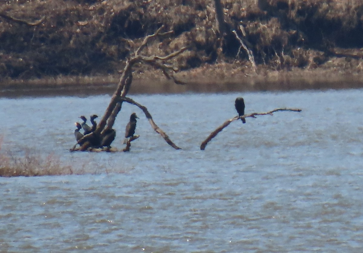 Double-crested Cormorant - ML631979815