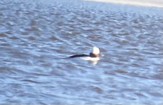 Bufflehead - ML631979867