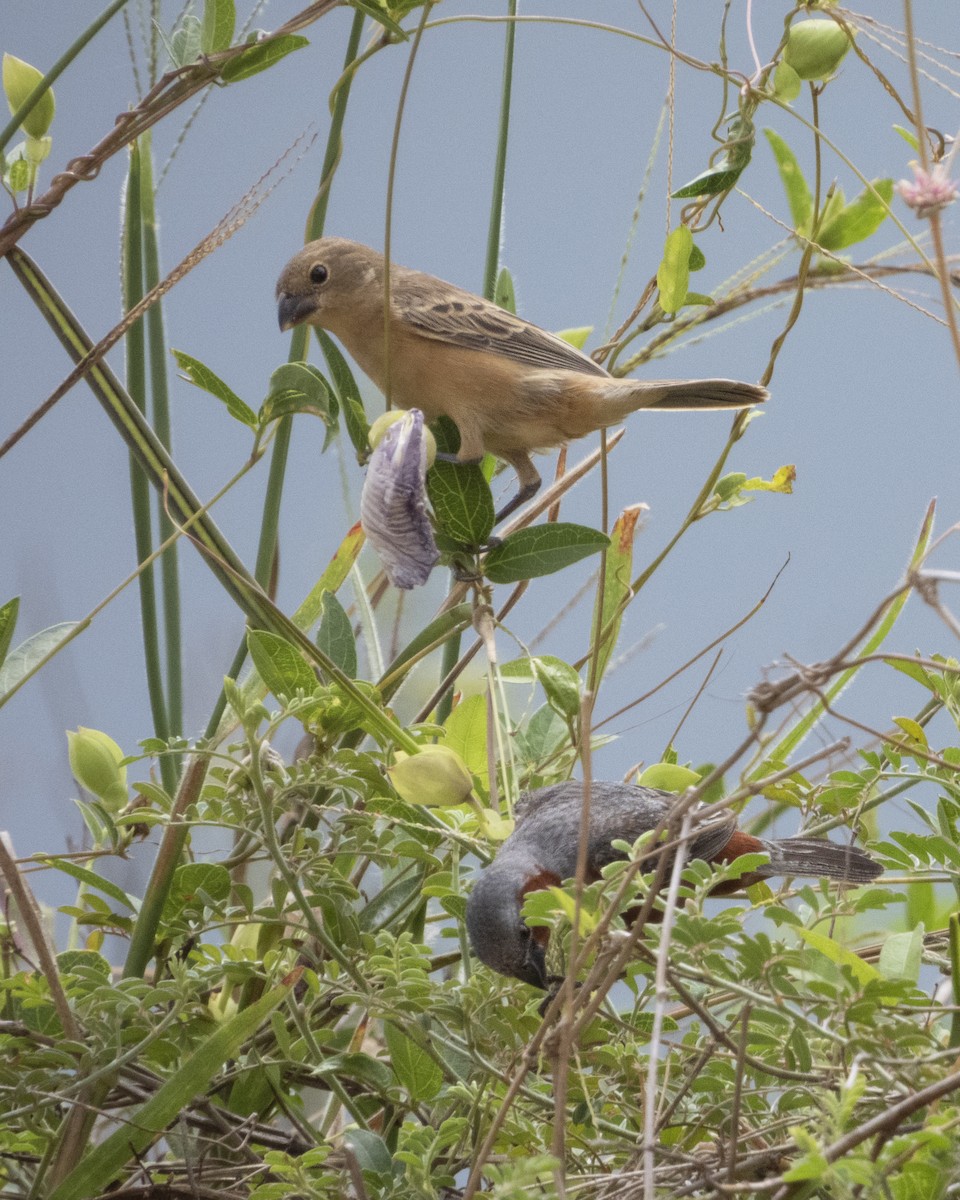 Rufous-rumped Seedeater - ML631979873