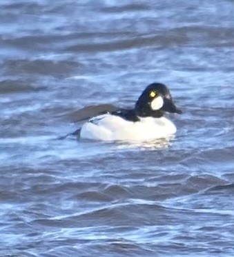 Common Goldeneye - ML631980029