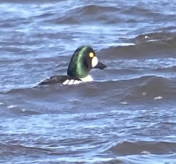 Common Goldeneye - ML631980036