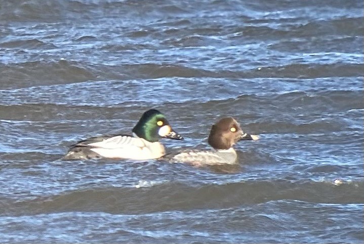 Common Goldeneye - ML631980052