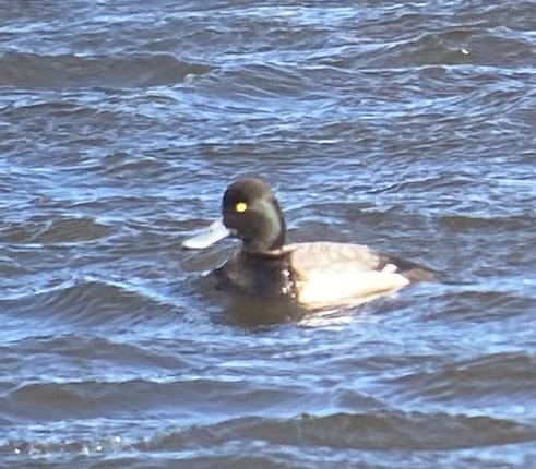 Greater Scaup - ML631980157