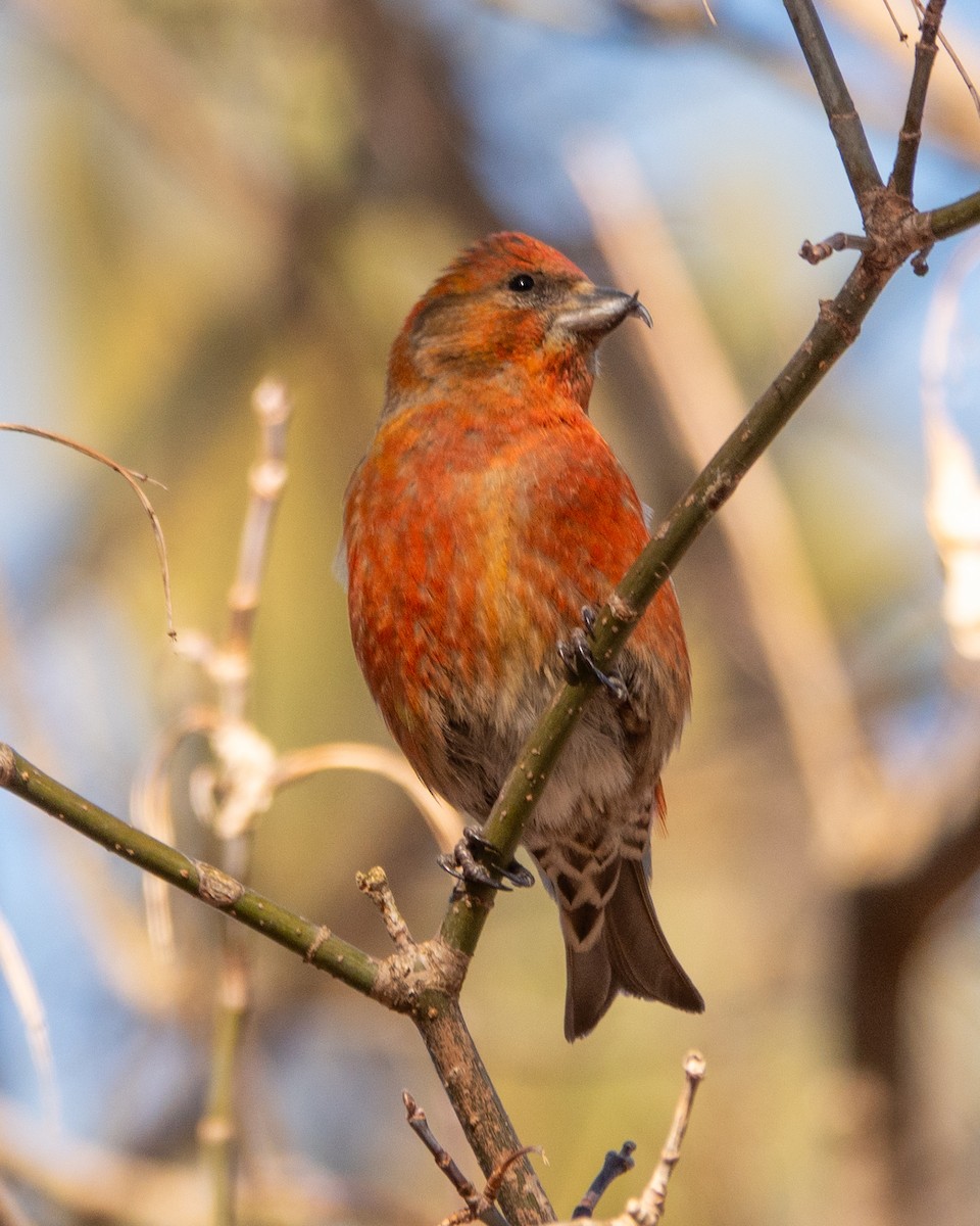 Red Crossbill - ML631980226