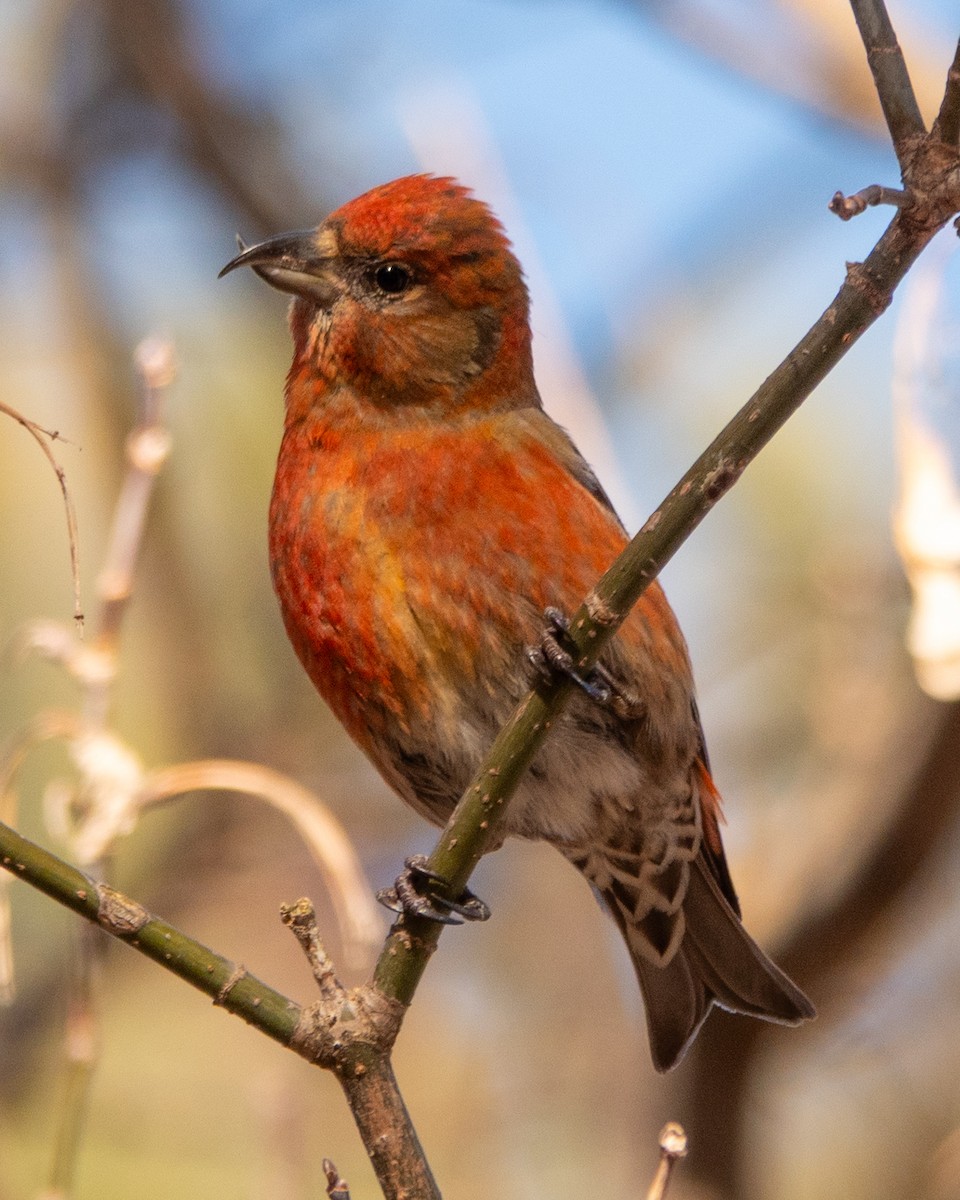 Red Crossbill - ML631980228