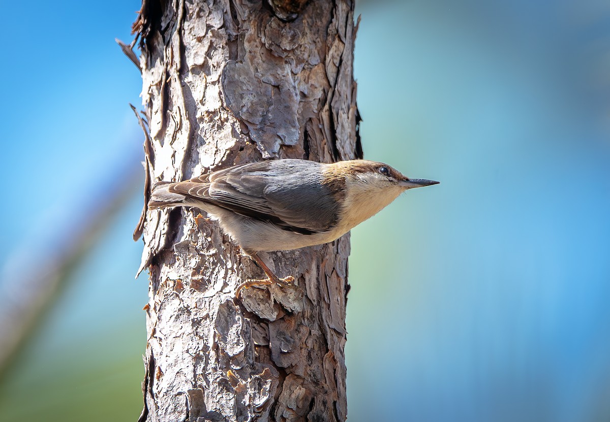 Brown-headed Nuthatch - ML631980244