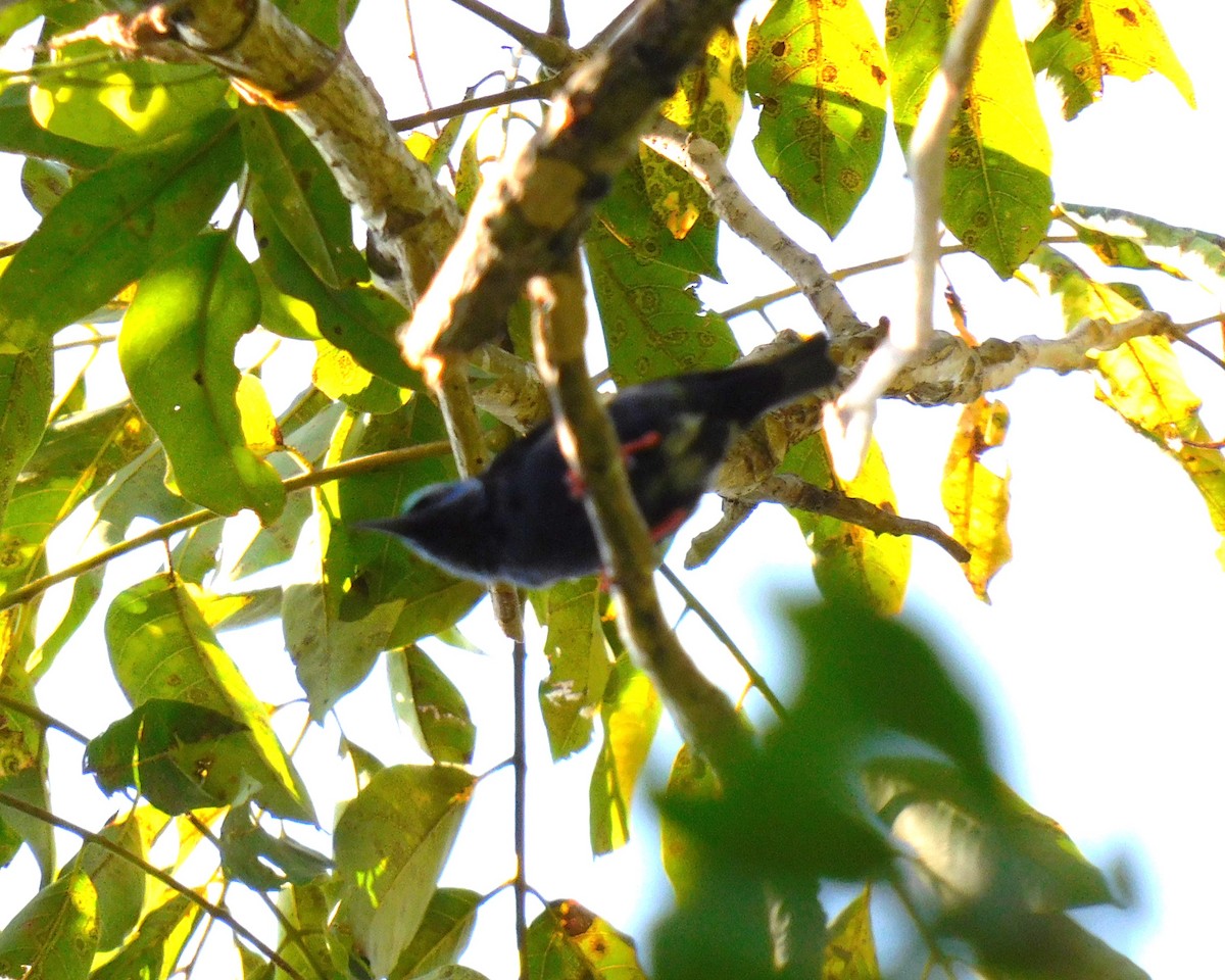 Red-legged Honeycreeper - ML631980271