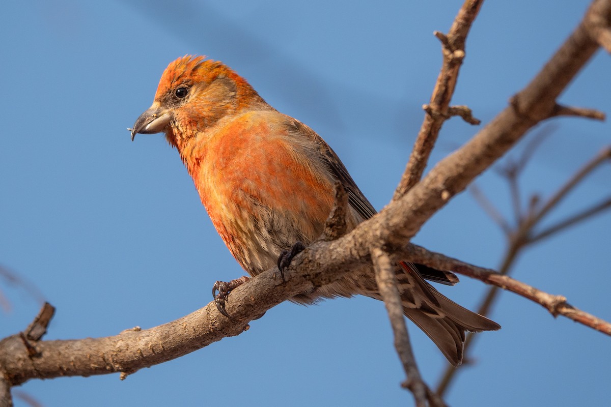 Red Crossbill - ML631980386