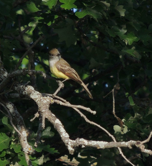 Great Crested Flycatcher - ML631980423