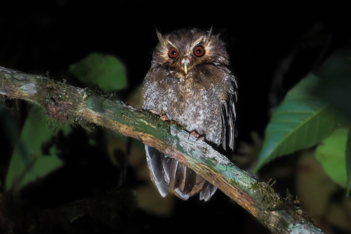 Long-whiskered Owlet - ML631980516