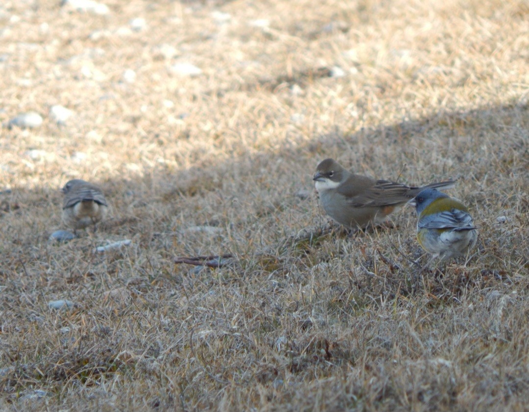 Diuca Finch - ML631980602