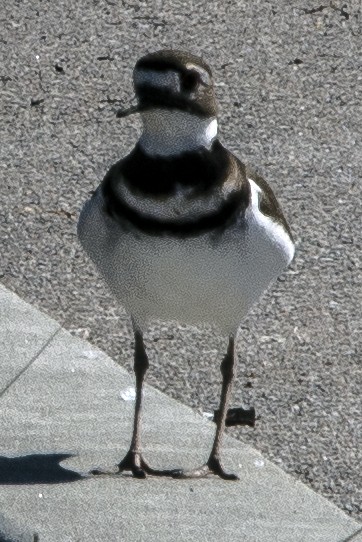 Killdeer - ML631980688