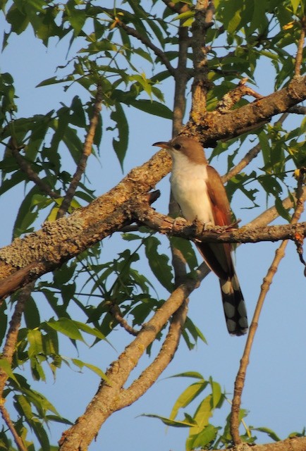 Yellow-billed Cuckoo - ML631980707