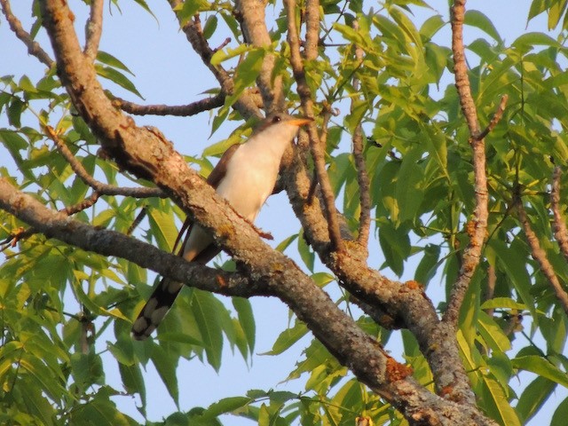 Yellow-billed Cuckoo - ML631980708
