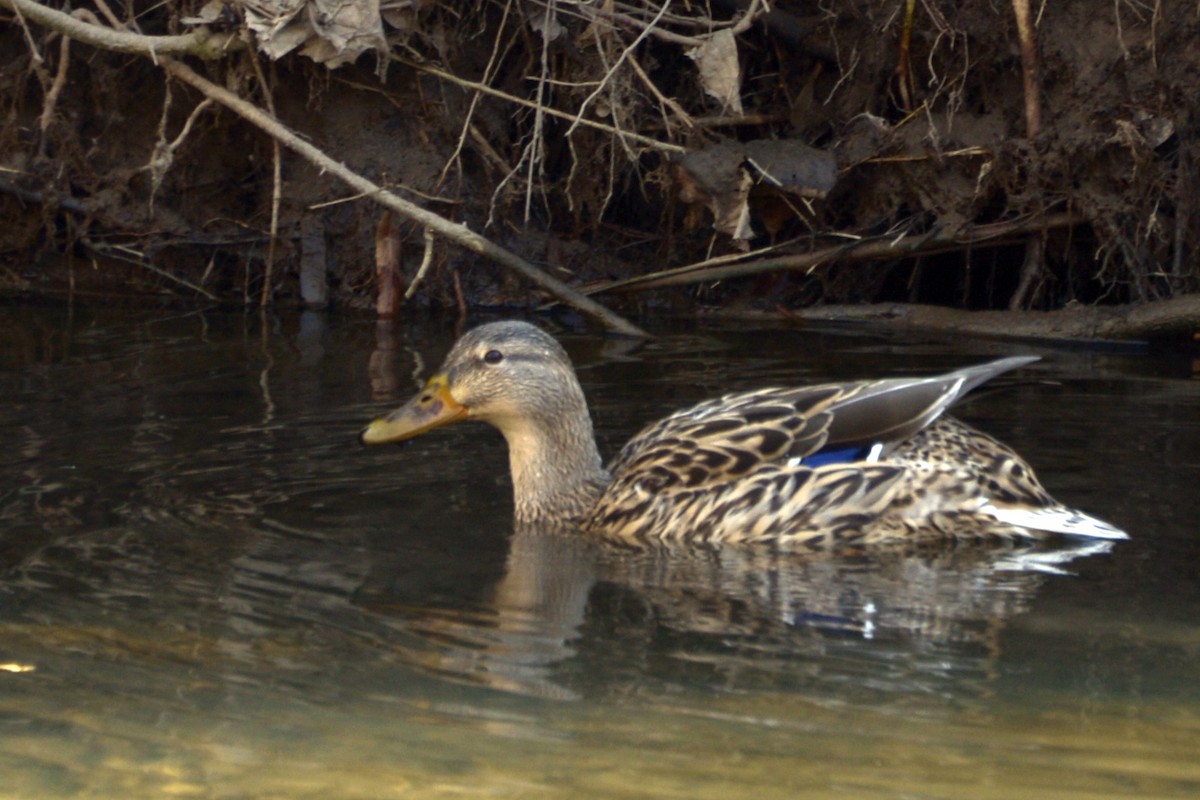 Canard colvert - ML631980718