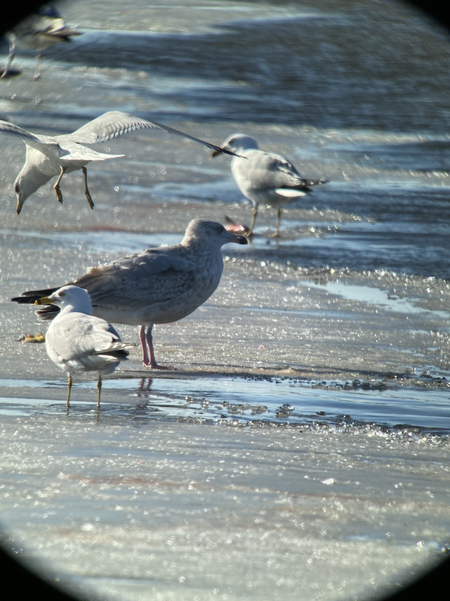 American Herring Gull - ML631980744