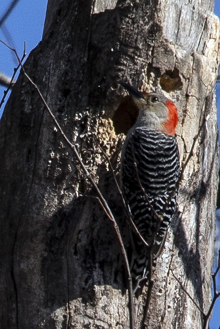 Red-bellied Woodpecker - ML631980767