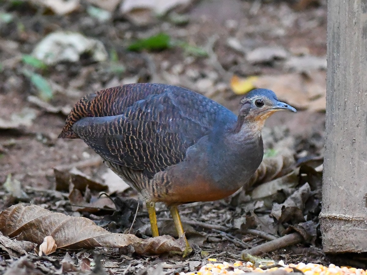 Yellow-legged Tinamou (noctivagus) - ML631980802