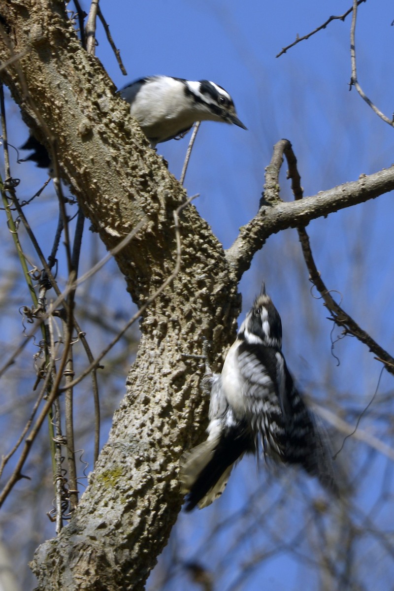 Downy Woodpecker - ML631980810