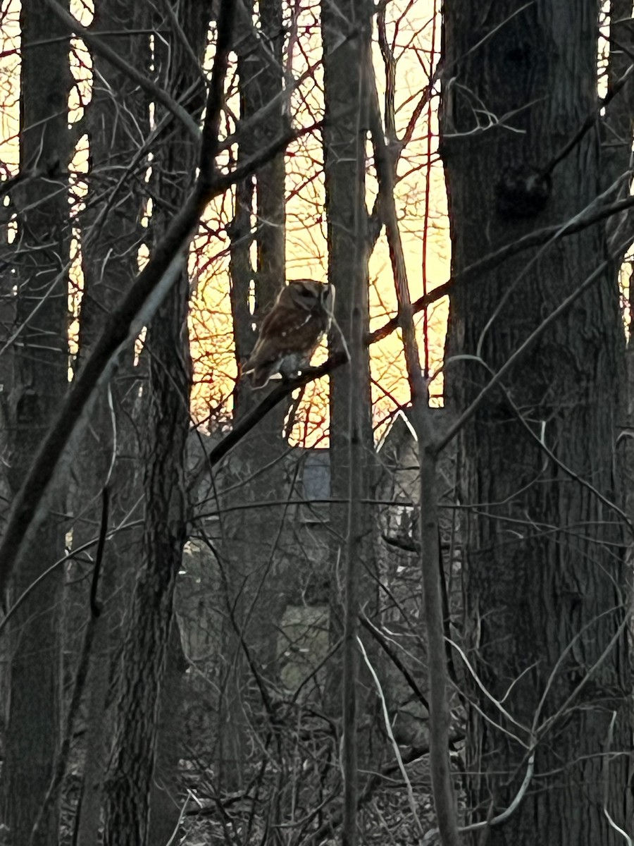 výreček americký - ML631980847