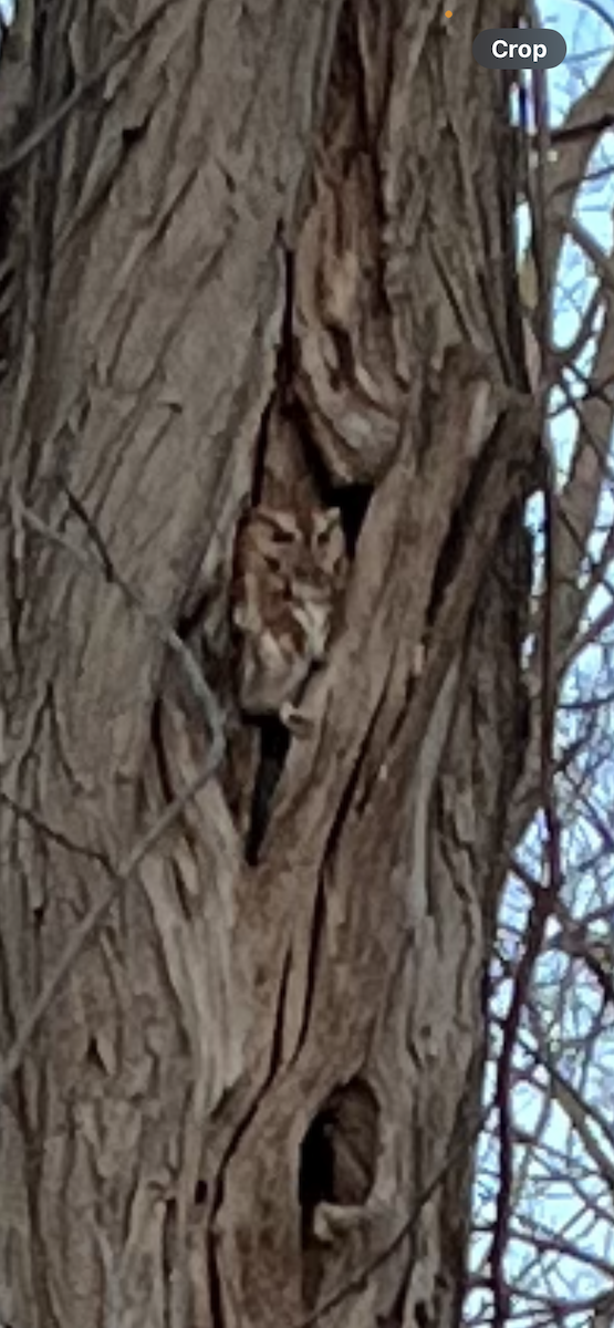 výreček americký - ML631980848