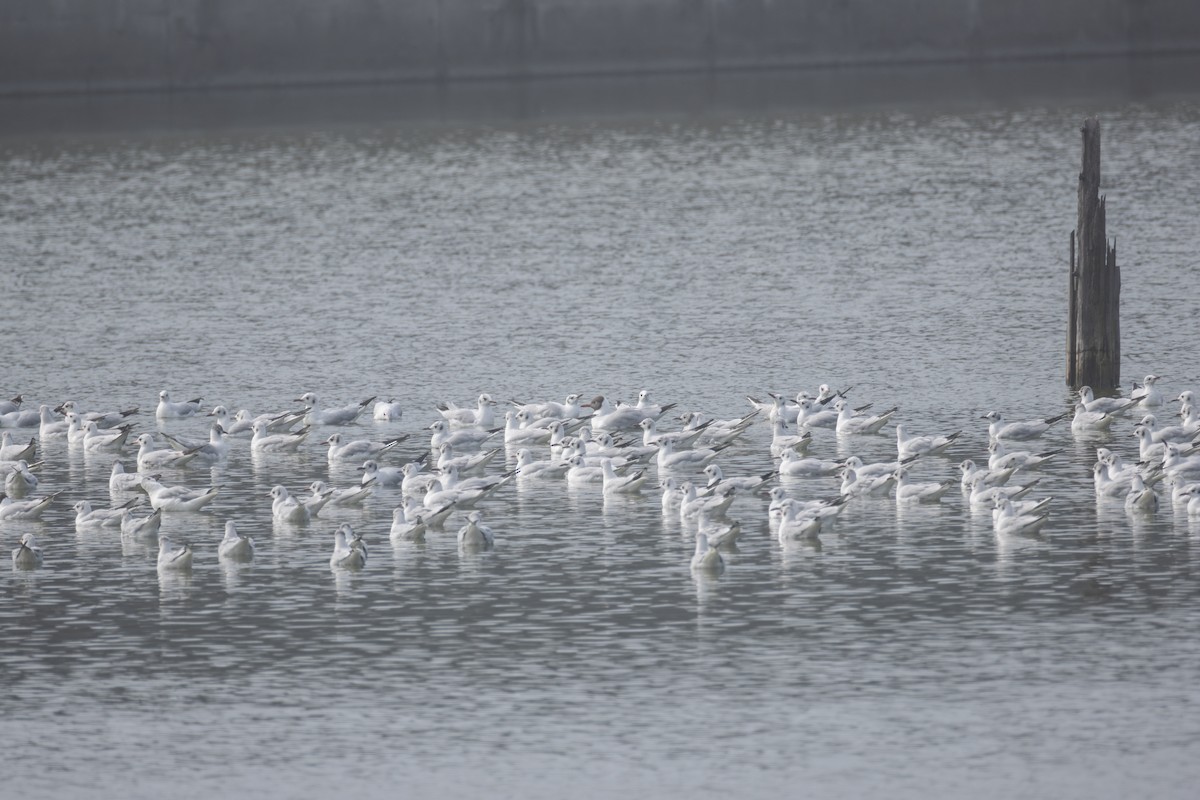 Black-headed Gull - ML631980919