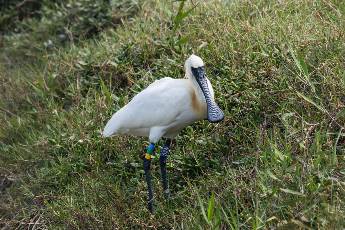 Black-faced Spoonbill - ML631980923
