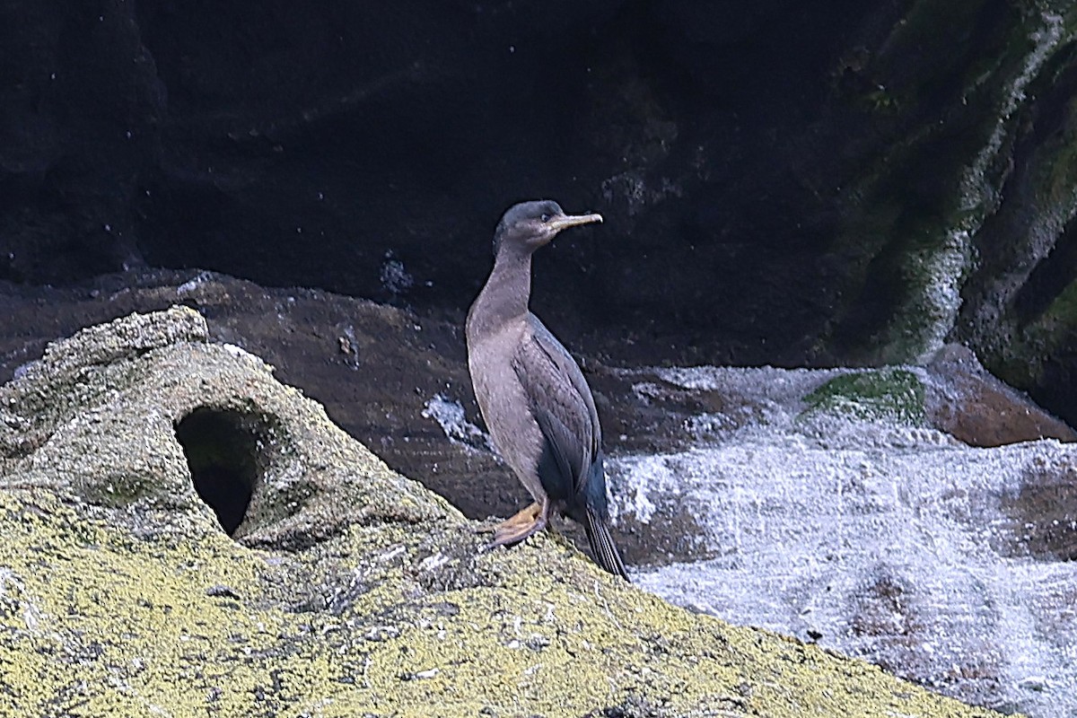 Pitt Island Shag - ML631980926