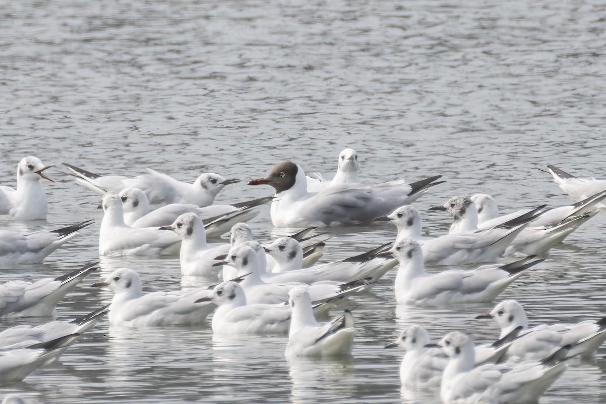Brown-headed Gull - ML631981024
