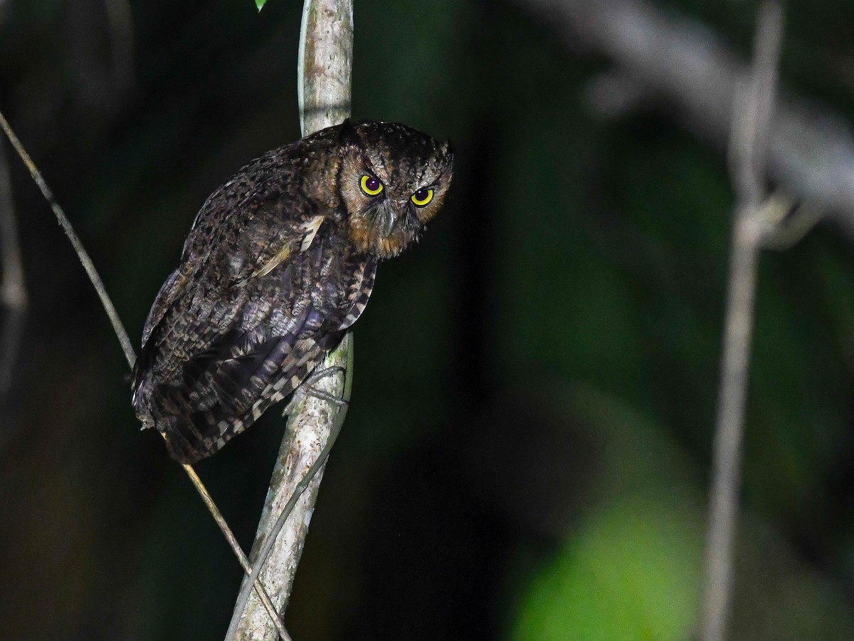 Black-capped Screech-Owl - ML631981027