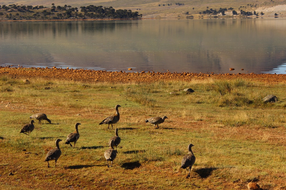 Ashy-headed Goose - ML631981110