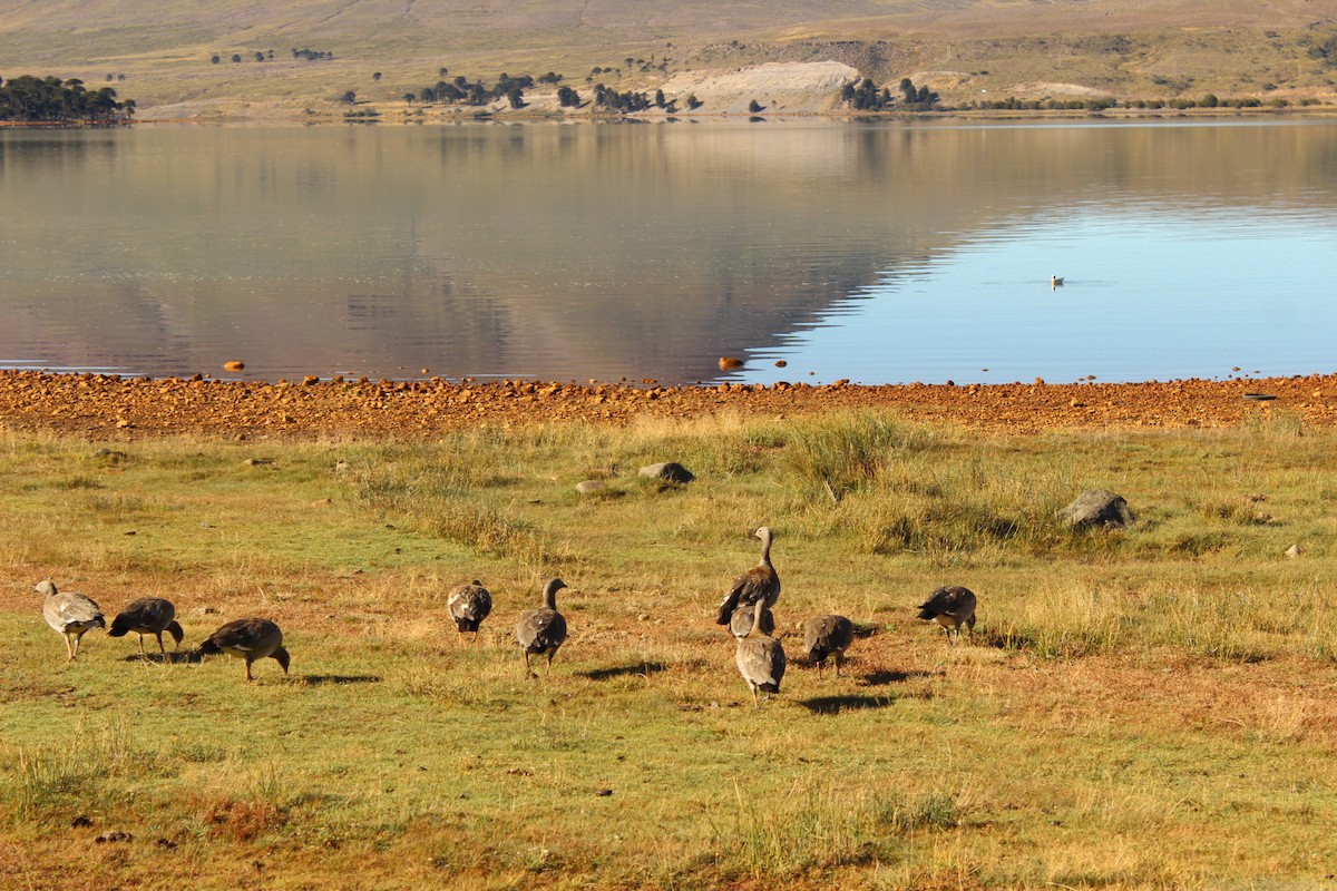 Ashy-headed Goose - ML631981111