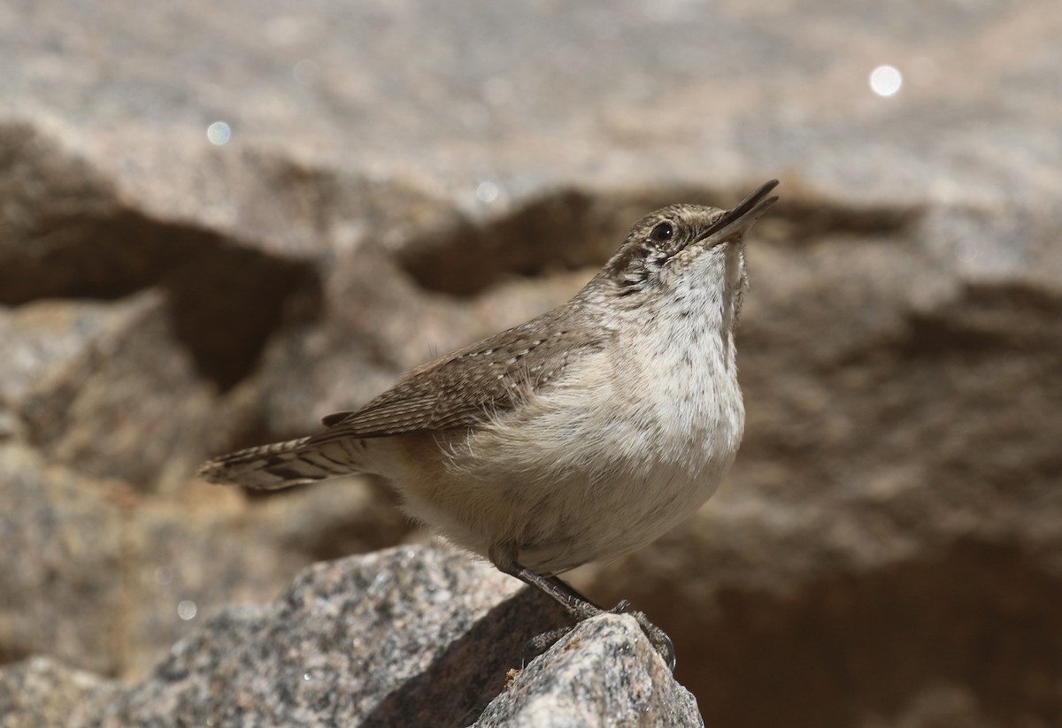 Rock Wren - ML631981120