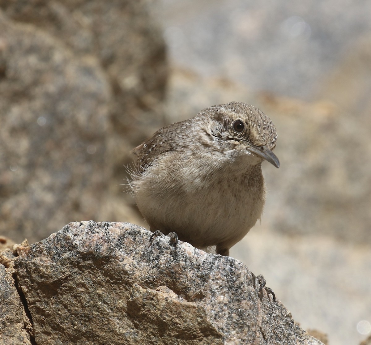 Rock Wren - ML631981138