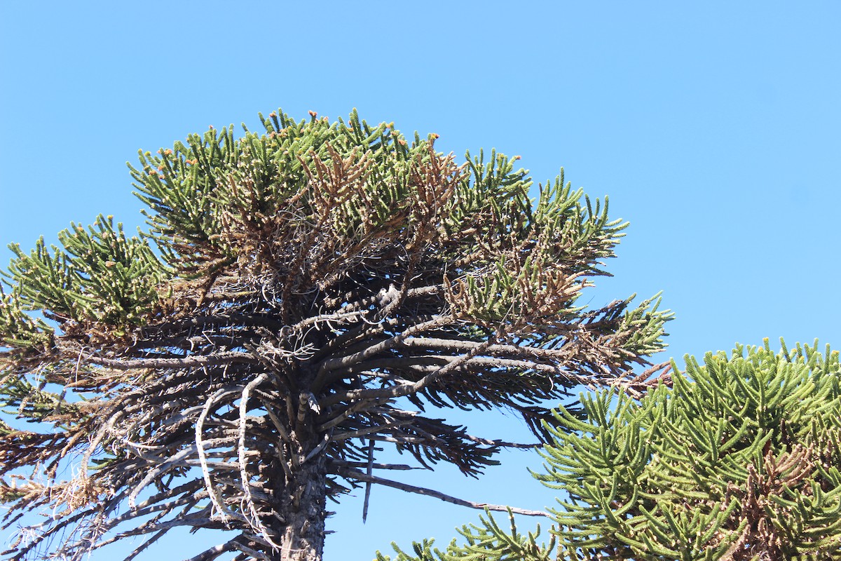 Crested Caracara - ML631981153