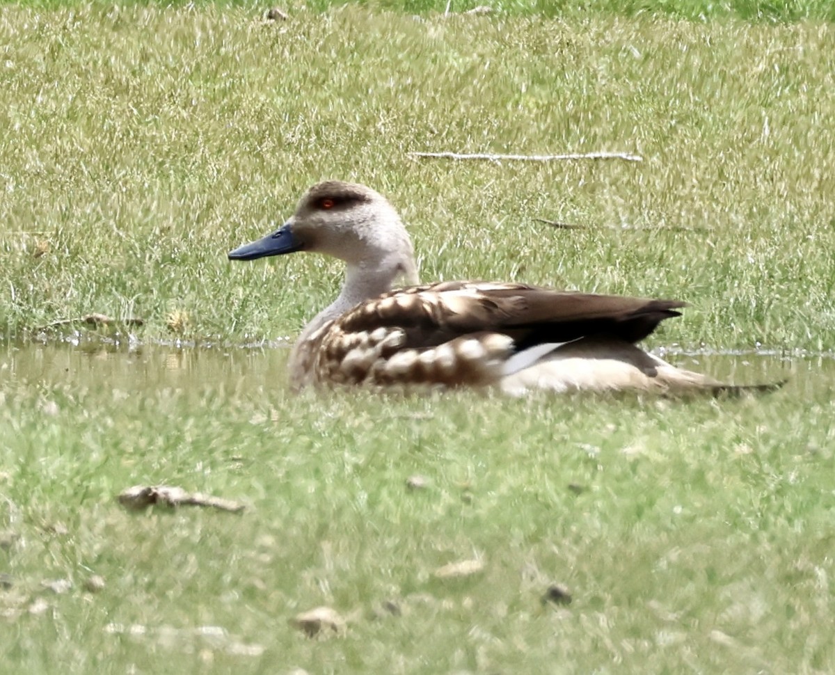 Crested Duck - ML631981160