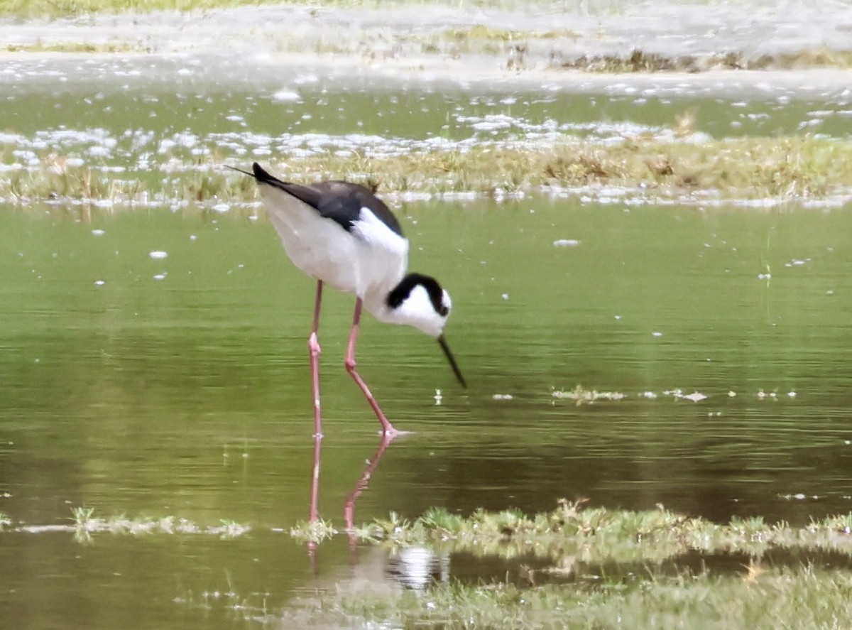 Schwarznacken-Stelzenläufer - ML631981167