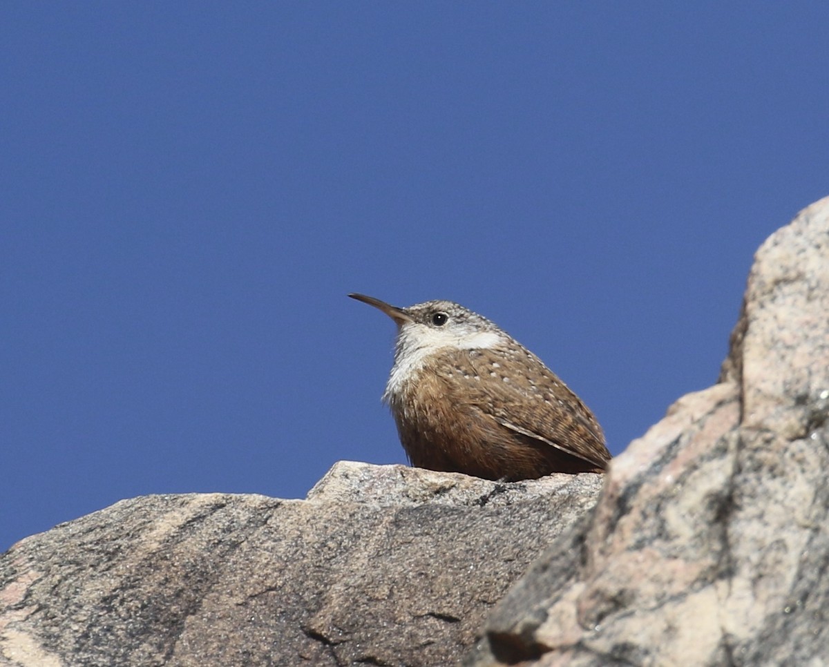 Canyon Wren - ML631981168