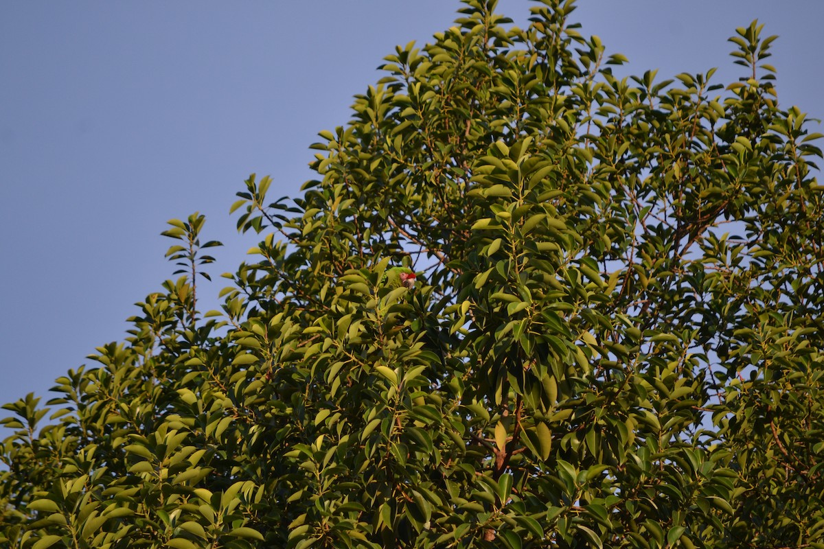 Military Macaw - ML631981200