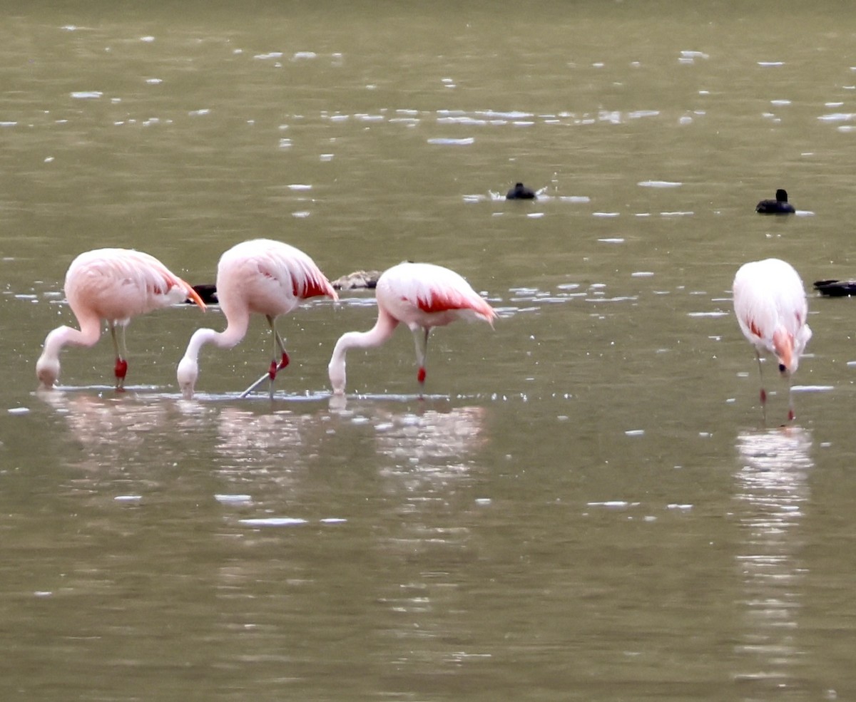 Chilean Flamingo - ML631981231