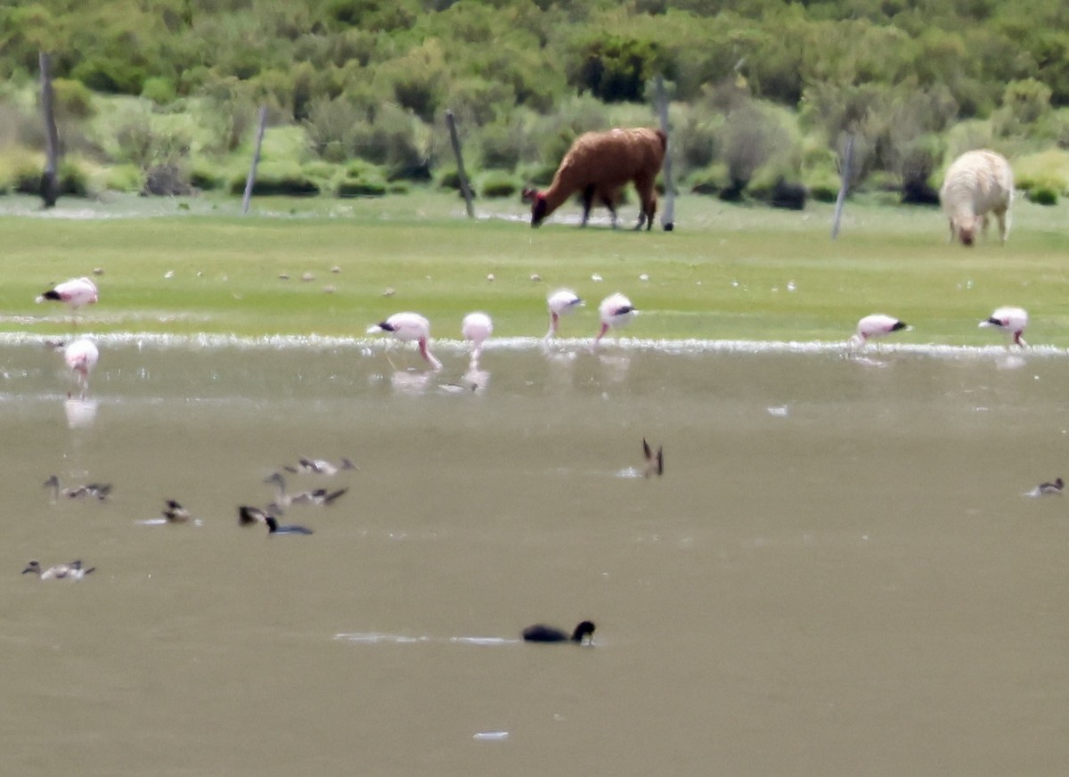 Andean Flamingo - ML631981263